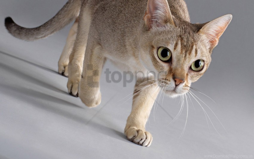 Cat Fears Step Walk Wallpaper Transparent Background PNG Isolated Icon