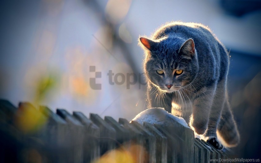 cat fence look sunlight walk wallpaper PNG Isolated Object with Clarity