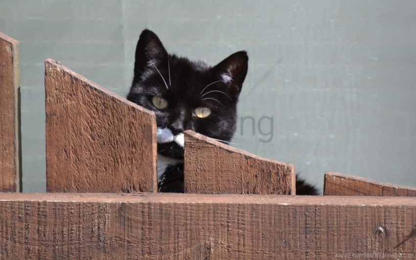 cat fence muzzle peek wallpaper PNG files with transparent canvas collection
