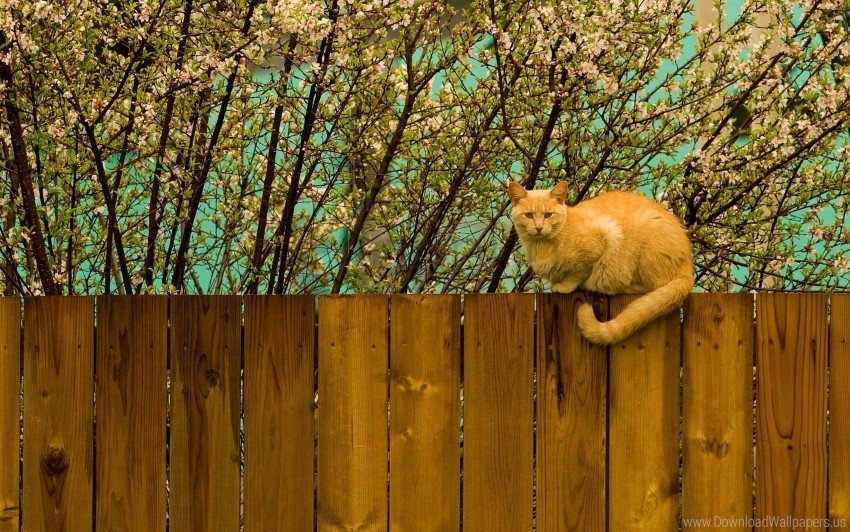 cat fence nature sit wallpaper PNG transparent images for printing