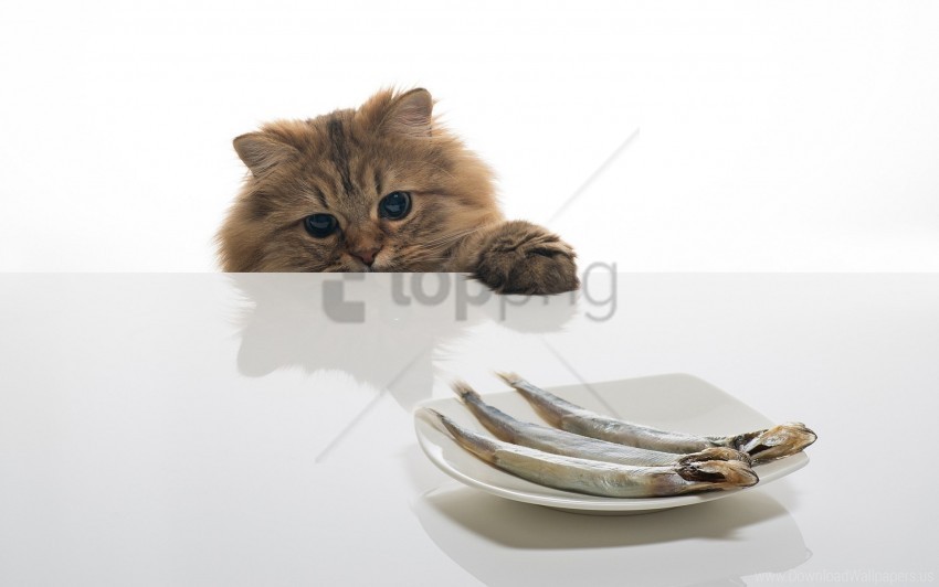 cat fish food plate table wallpaper High-resolution transparent PNG images set