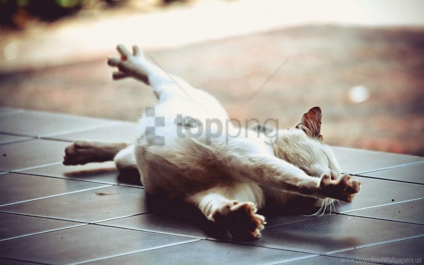 cat floor lie down paw stretch wallpaper PNG with no cost