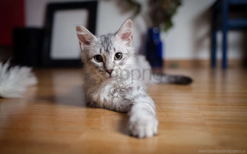 cat floor lie down paw wallpaper Free PNG download no background