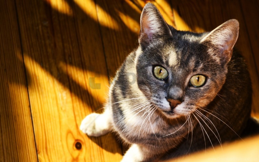 Cat Floor Shadows Sitting Striped Wallpaper PNG Graphic Isolated On Clear Background Detail