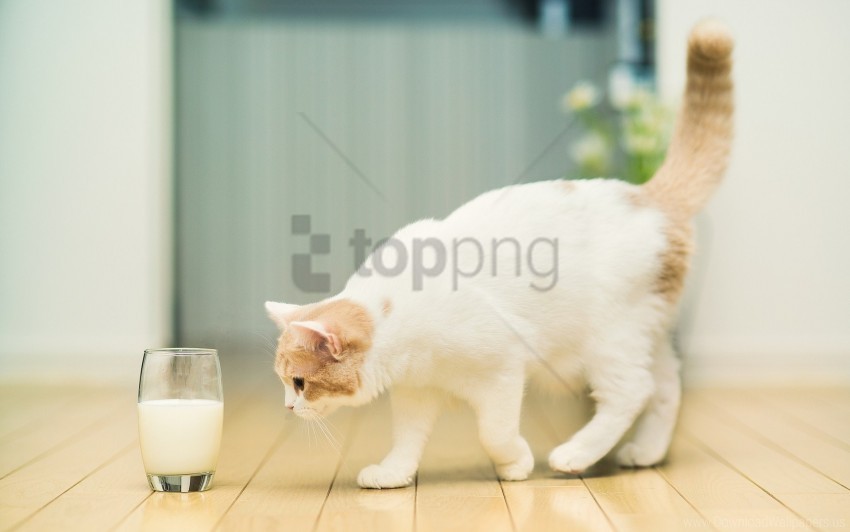 cat flooring glass milk spotted wallpaper PNG photo