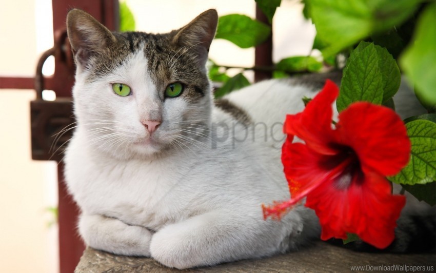 cat flower hibiscus lying red wallpaper Transparent PNG images bundle