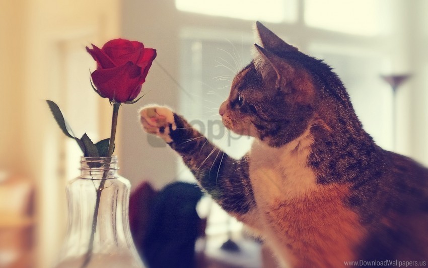 cat flower paw rose vase wallpaper PNG Image Isolated on Clear Backdrop