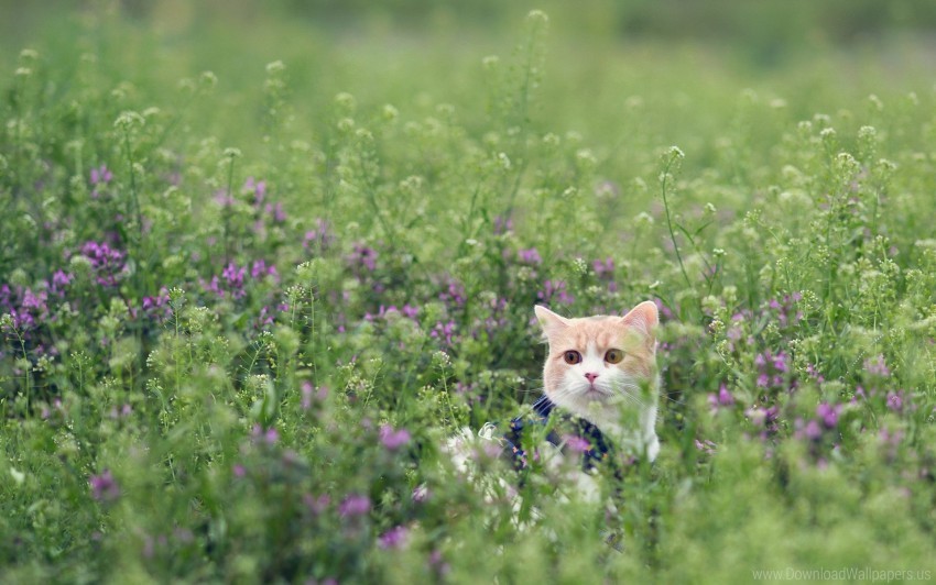 cat flowers grass look walk wallpaper PNG Graphic with Clear Isolation