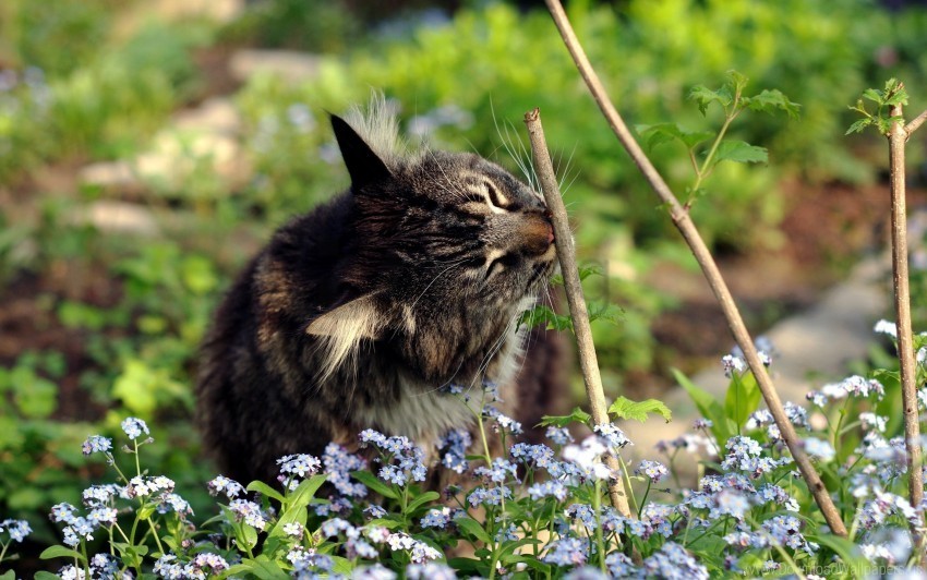 cat flowers grass twigs wallpaper PNG transparent images for social media