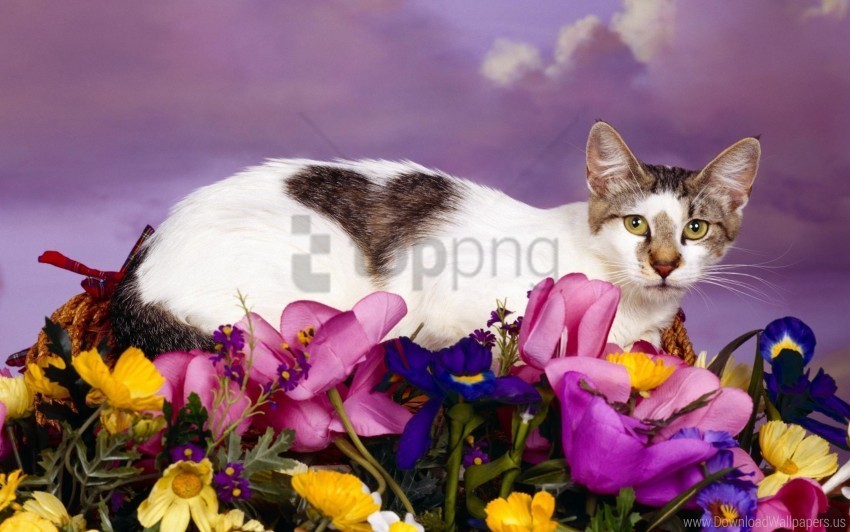 cat flowers lying spotted wallpaper PNG files with transparent canvas collection