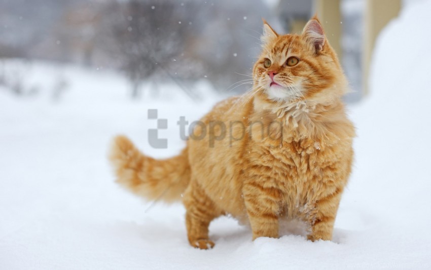 cat fluffy fur walking wallpaper ClearCut Background PNG Isolation