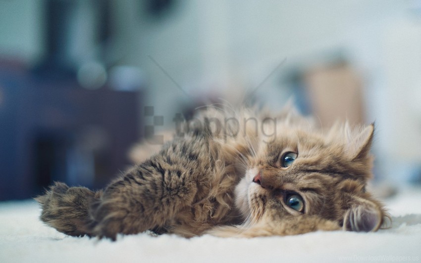 cat fluffy glare lies wallpaper Isolated Character in Clear Transparent PNG