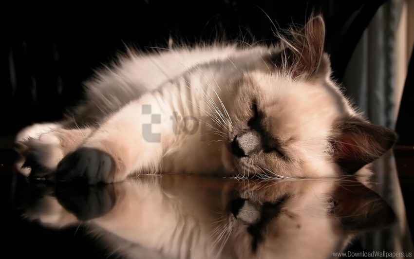 cat fluffy glass lying sleeping wallpaper Transparent Background PNG Isolated Design
