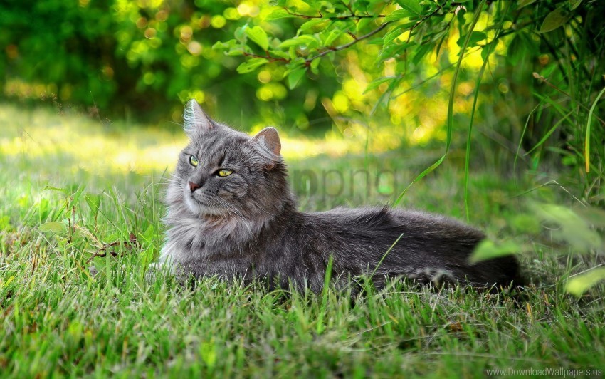 cat fluffy grass rest sunlight wallpaper PNG images with alpha background