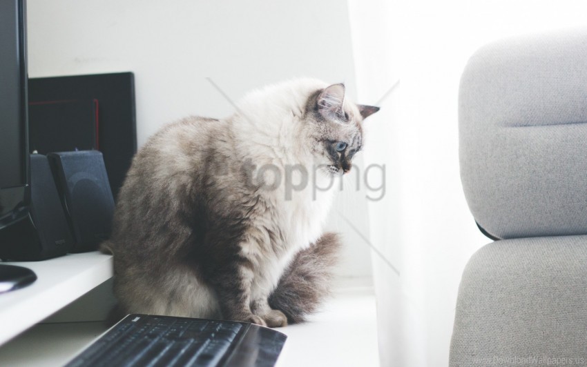 cat fluffy gray table wallpaper PNG images with no limitations