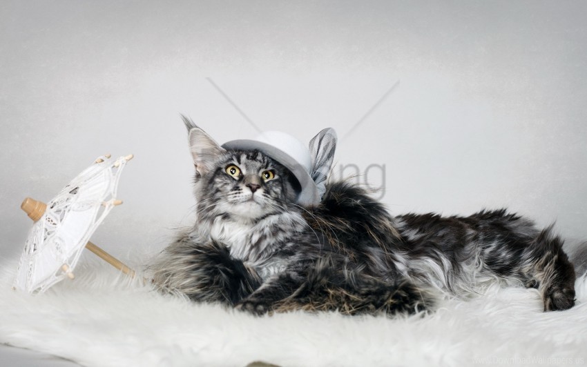 cat fluffy hat umbrella wallpaper PNG Image with Transparent Isolated Graphic