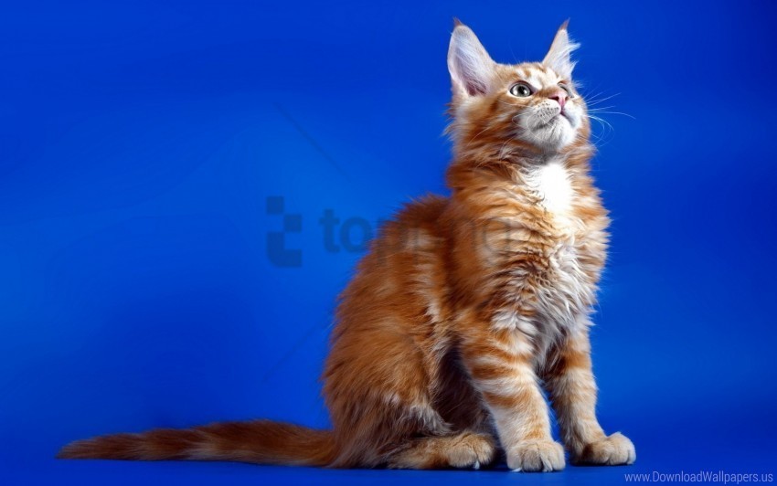 cat fluffy kitten sit wallpaper PNG files with transparent elements wide collection