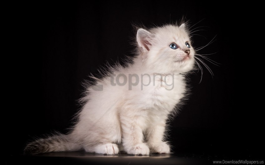 cat fluffy kitten wallpaper PNG with Isolated Transparency