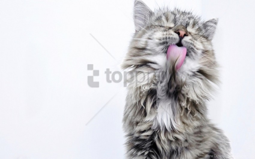 Cat Fluffy Lick Wallpaper Transparent Background PNG Gallery