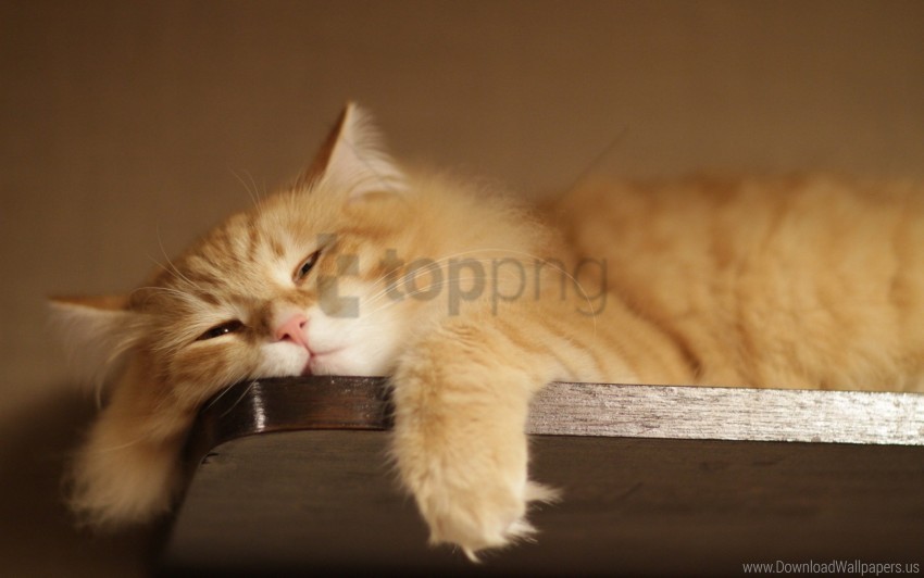 Cat Fluffy Lie Thick Wallpaper Free Transparent Background PNG