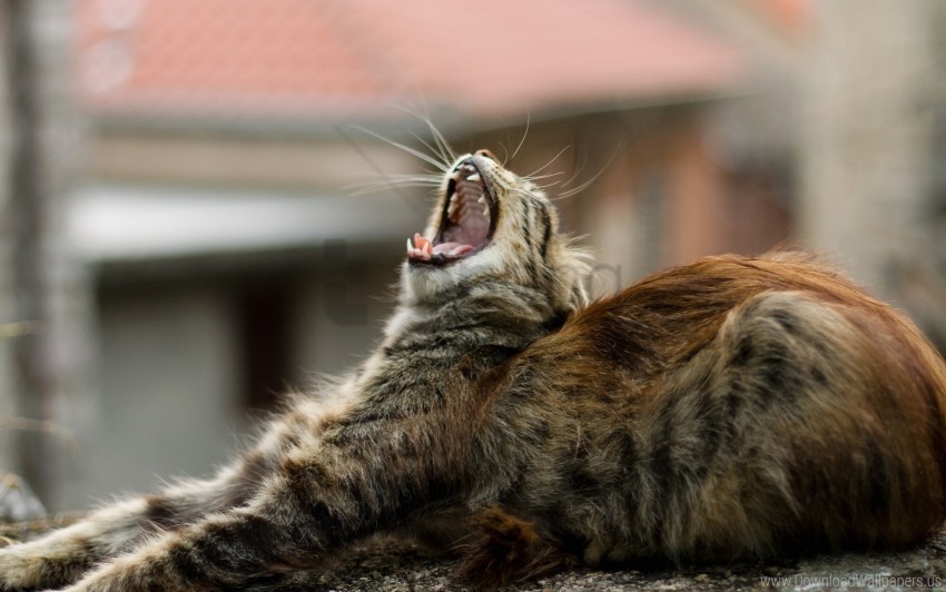 cat fluffy lie yawn wallpaper Free PNG images with alpha channel variety