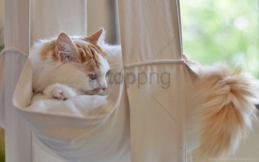 cat fluffy lies tail wallpaper PNG Isolated Subject on Transparent Background