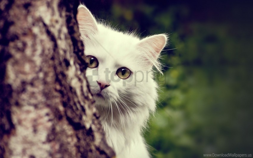 cat fluffy look out tree white wallpaper ClearCut Background Isolated PNG Graphic Element