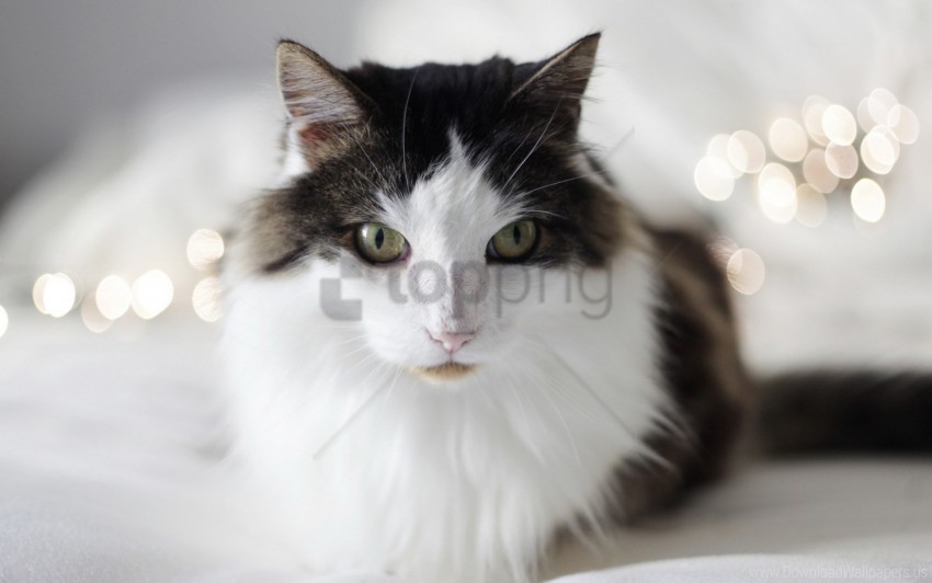 cat fluffy lying thick wallpaper Isolated PNG Item in HighResolution