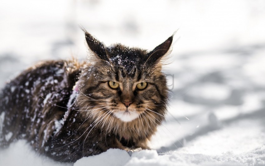 cat fluffy maine coon snow wallpaper PNG graphics for free