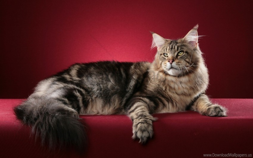 cat fluffy maine coon wallpaper PNG images with transparent canvas assortment