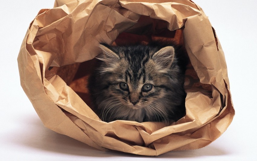 Cat Fluffy Paper Bag Wallpaper Isolated Character With Transparent Background PNG