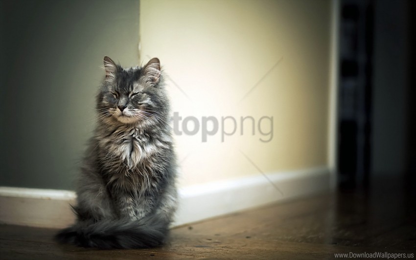 cat fluffy parquet room wallpaper Isolated Graphic on Clear PNG
