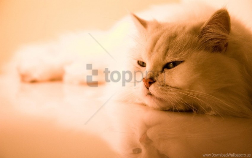 cat fluffy persian sleep white wallpaper PNG with transparent backdrop