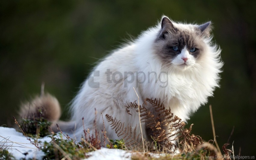 cat fluffy spring wallpaper PNG files with transparent backdrop