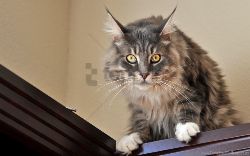 Cat Fluffy View Wallpaper Clear Background Isolated PNG Icon