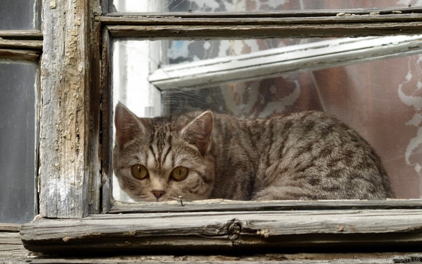 cat frame look out window wallpaper Isolated Item in Transparent PNG Format