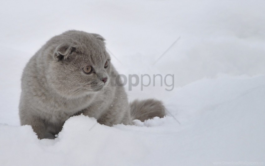 cat fright snow walk wallpaper PNG transparent images for social media
