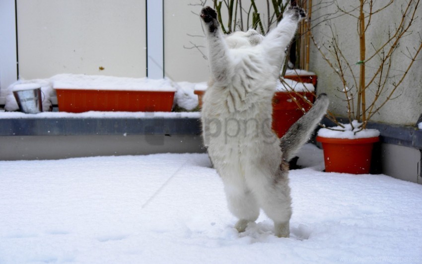 cat fun jump snow wallpaper Isolated Artwork on Clear Background PNG