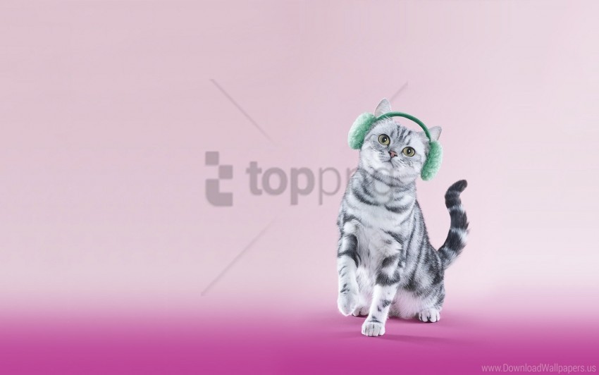 cat funny headphones lilac wallpaper Transparent PNG graphics assortment