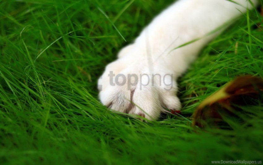 cat fur grass paw wallpaper Transparent PNG image free