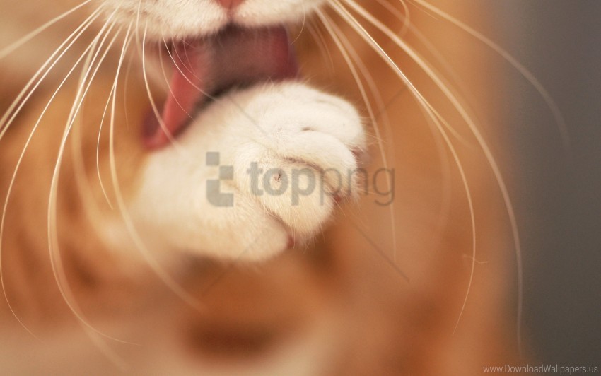 cat fur paw tongue wash whiskers wallpaper PNG transparent elements package