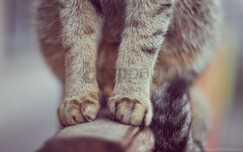 cat fur paws sit wallpaper Free PNG transparent images