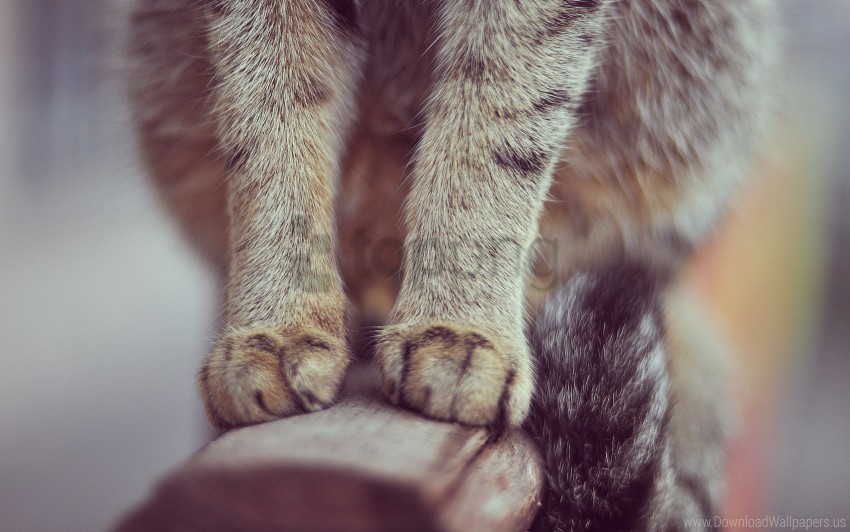 cat fur paws tail wallpaper Transparent Background PNG Isolated Pattern