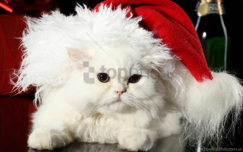 cat furry hat thick wallpaper PNG images with transparent backdrop