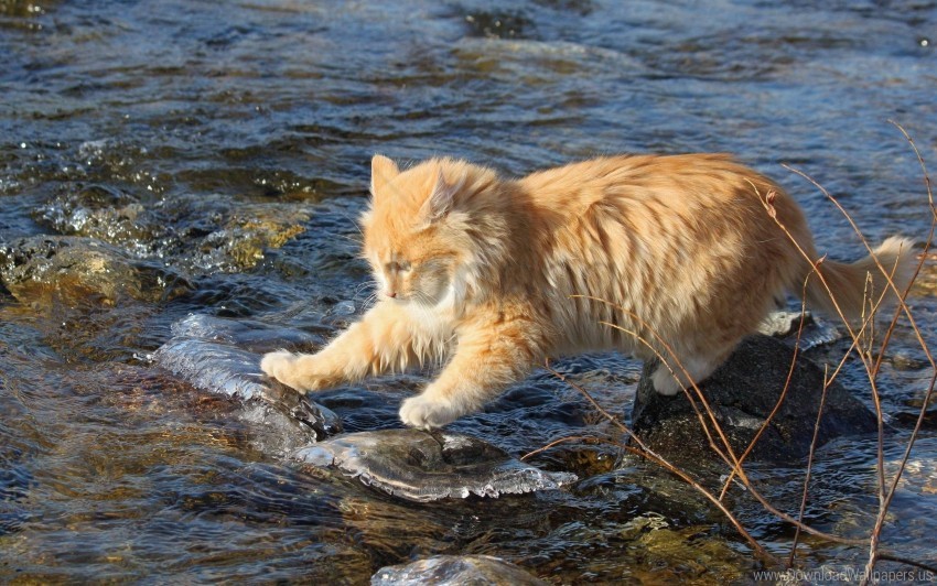 cat furry jump spotted water wallpaper PNG Image with Isolated Element