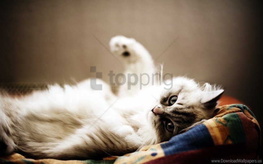 cat furry lie playful wallpaper Isolated Object on Transparent Background in PNG