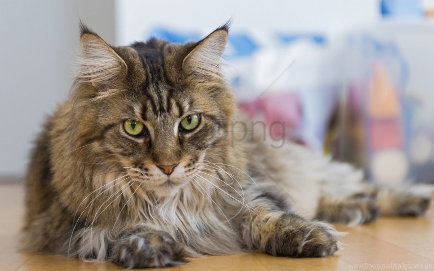 cat furry lying thick wallpaper Isolated Element with Clear PNG Background