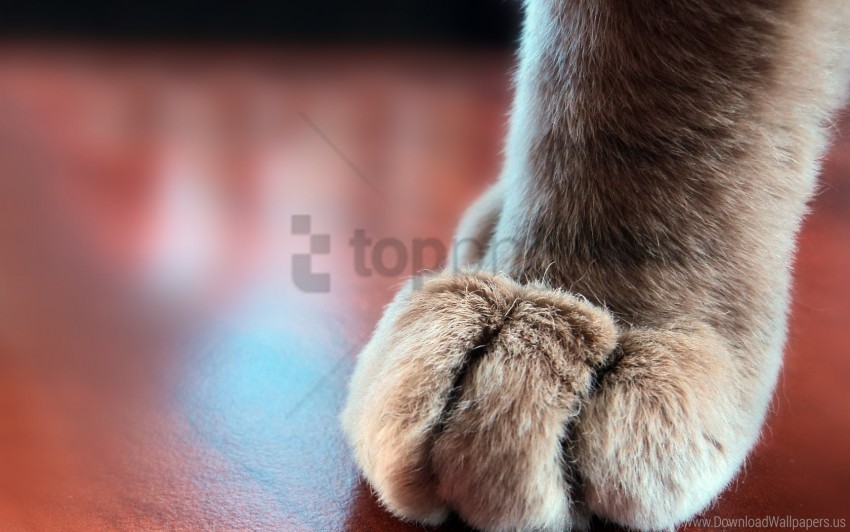 cat furry paw wallpaper Clear Background Isolated PNG Object