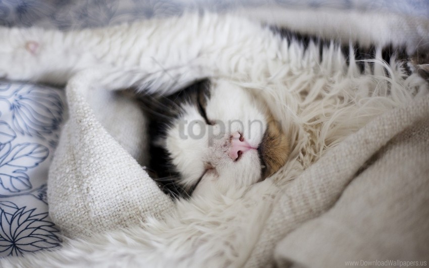 cat furry sleep wallpaper PNG files with transparency