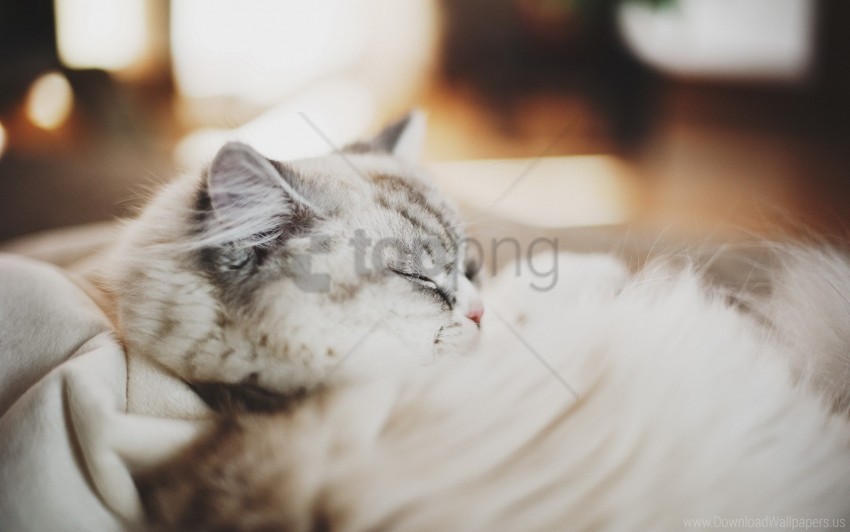 cat furry sleeping thick wallpaper Clear PNG pictures broad bulk
